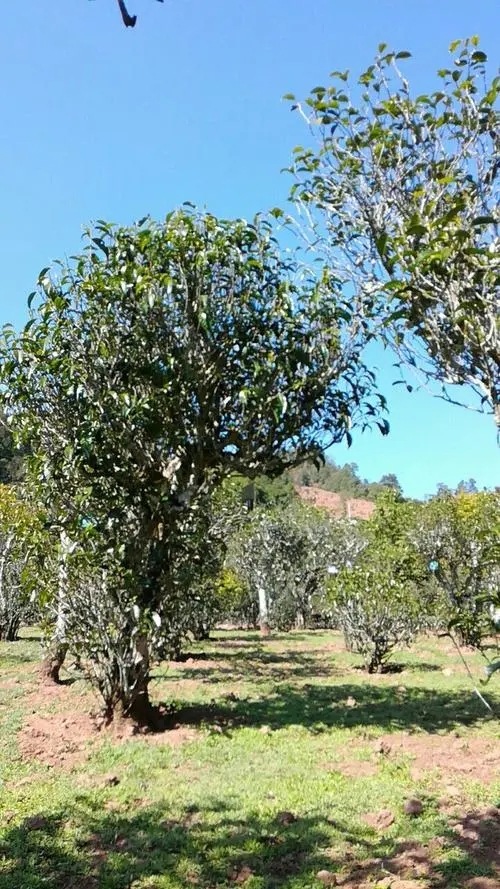 2022年景谷秧塔古樹春茶價格是多少？