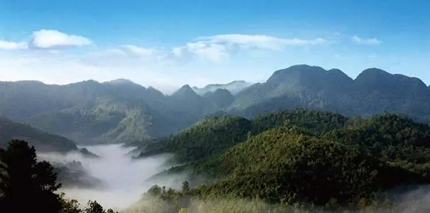 2022年景谷苦竹山古樹春茶口感？