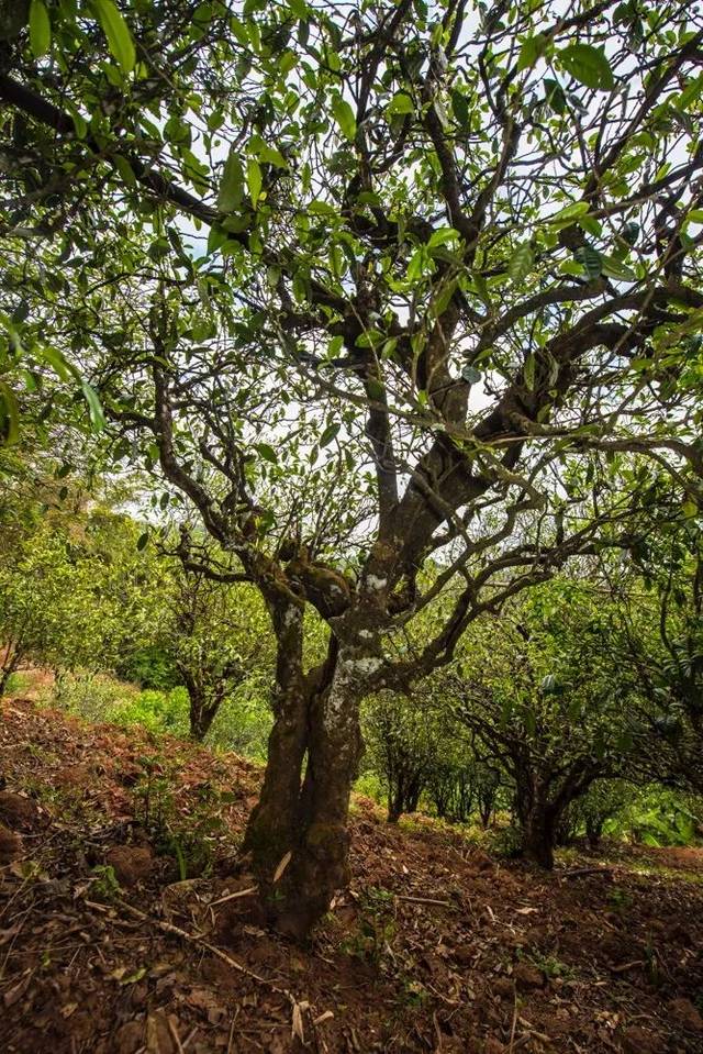 2022年景谷苦竹山古樹春茶多少錢一公斤？