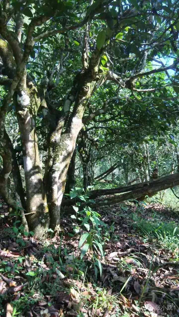 2022年景谷苦竹山古樹(shù)春茶價(jià)格多少？