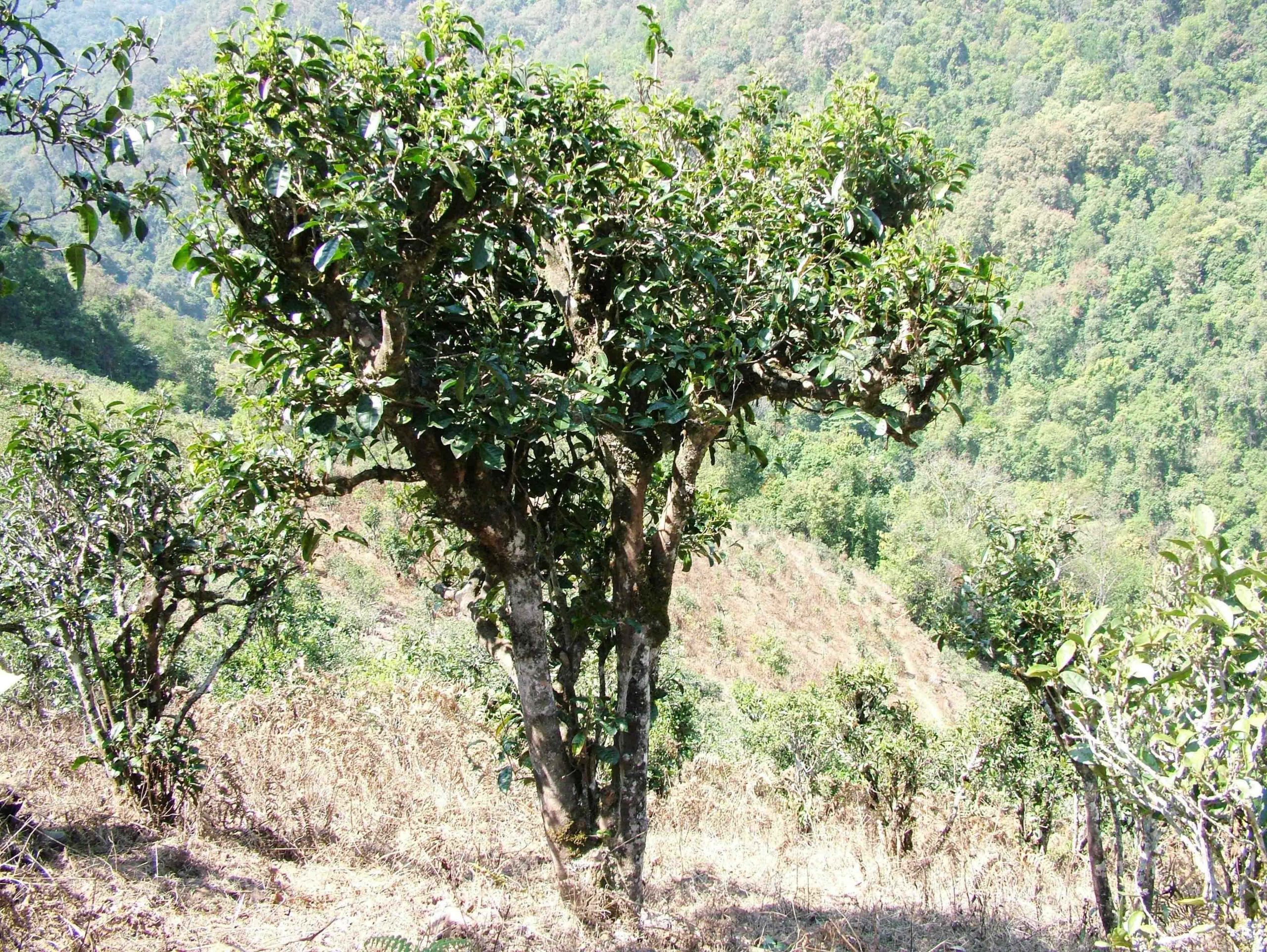 2022年景東御筆古樹春茶口感是什么？