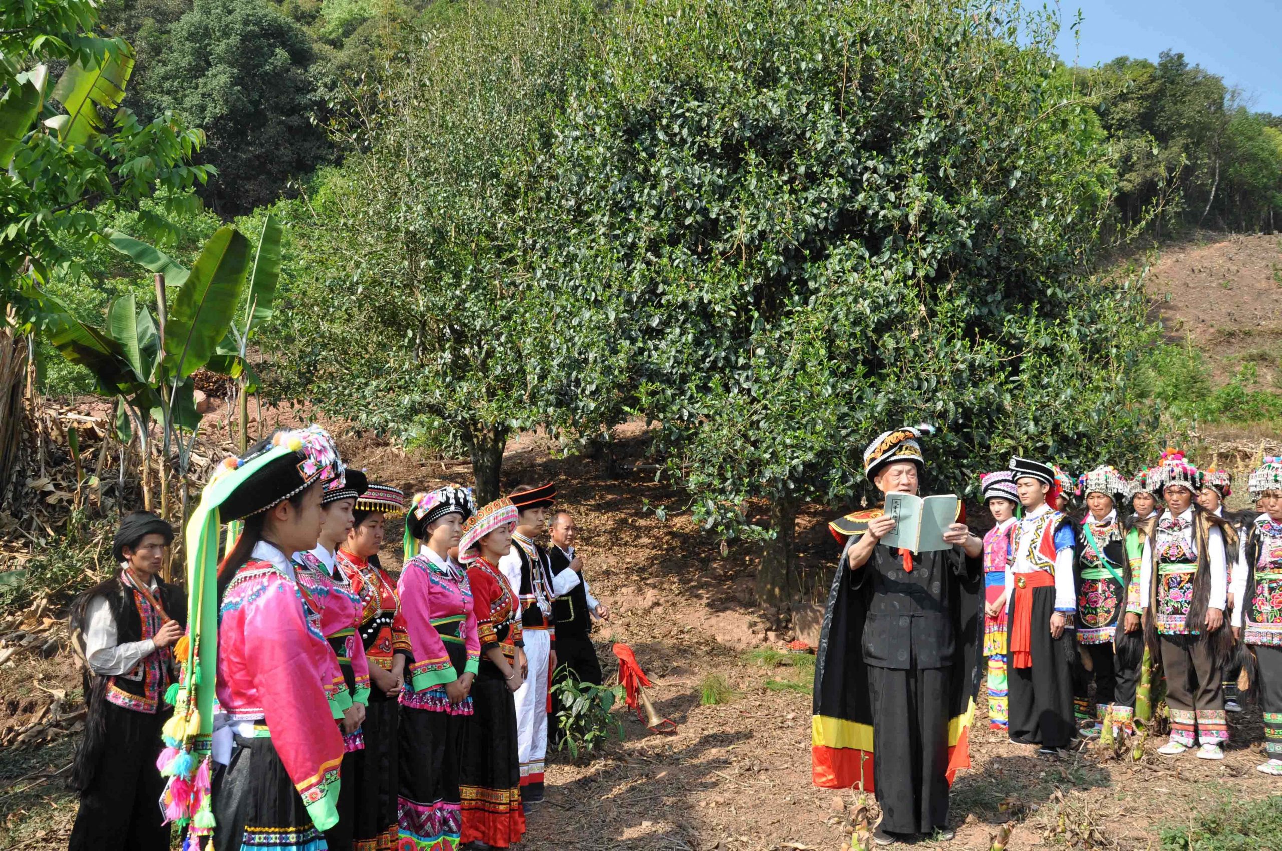 2022年景東御筆古樹(shù)春茶多少錢(qián)一公斤？