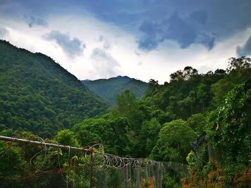 2022年景東御筆古樹春茶價格多少？