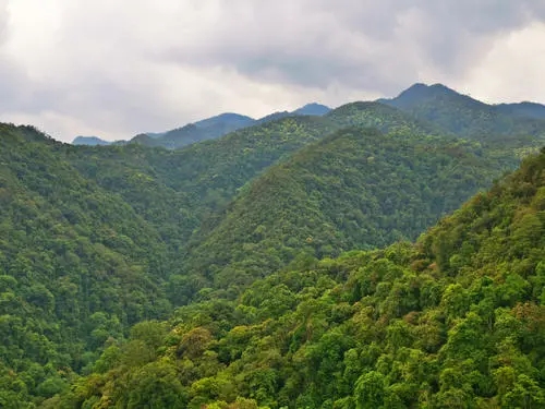 2022年無量山古樹春茶迎春“綻放”！