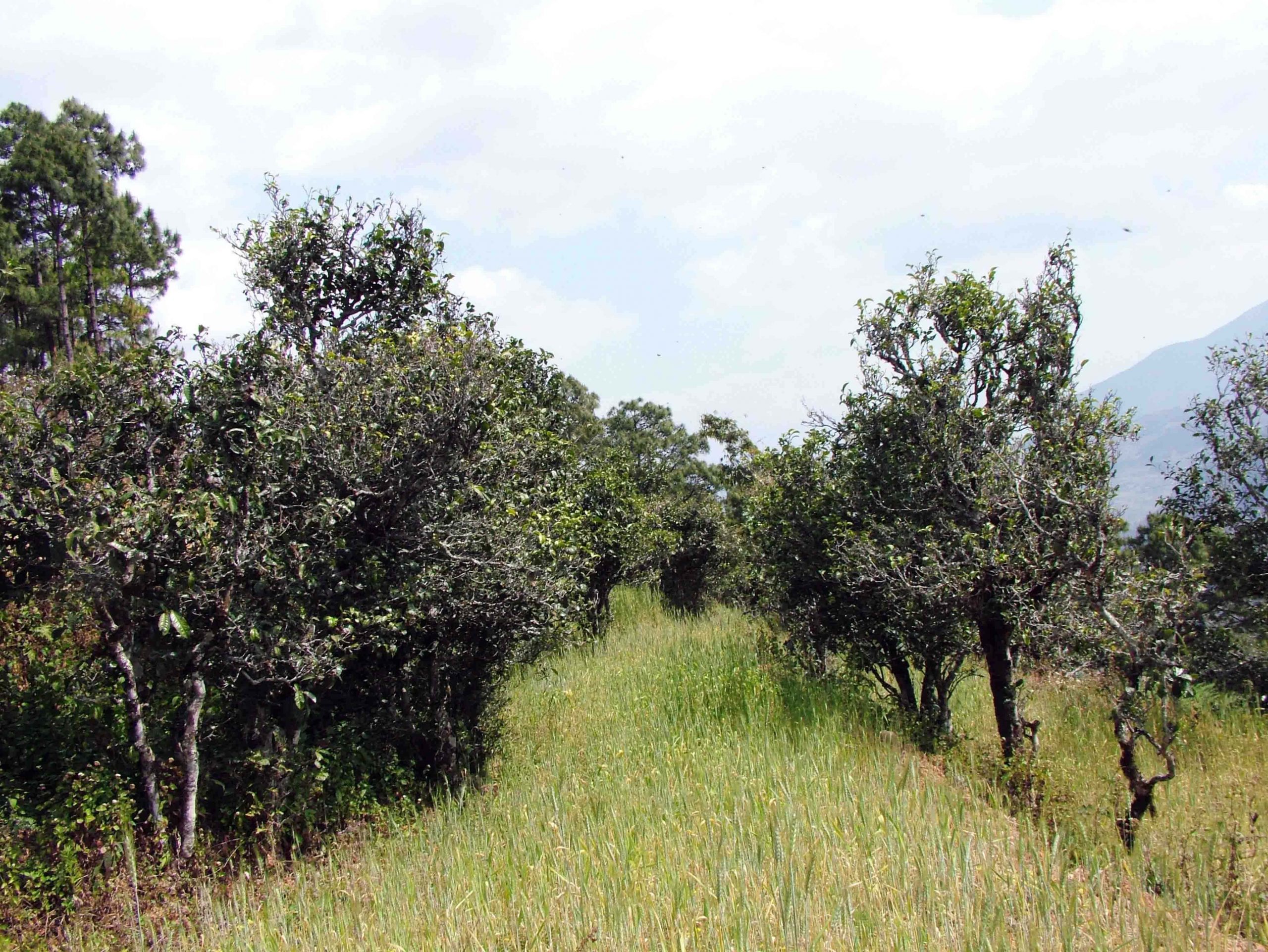 2022年景東老倉福德古樹春茶口感特點(diǎn)？