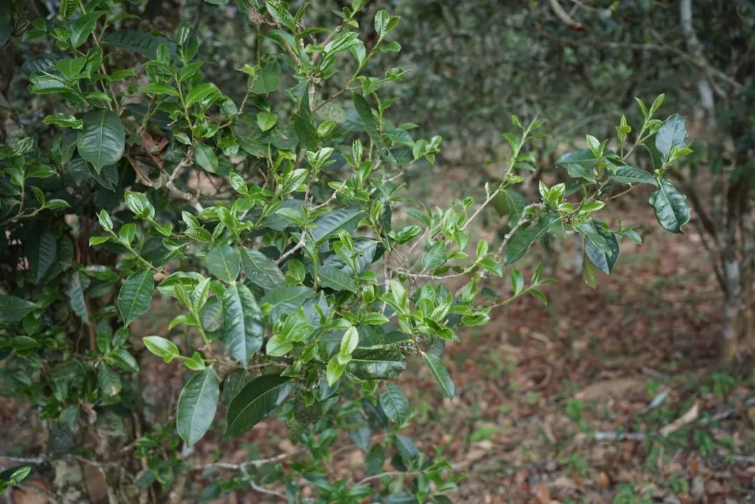 2022年景東哀牢山古樹春茶價格多少？