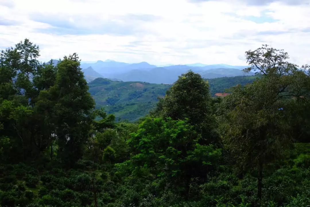 2022年景東祭茶祖 迎春茶，古樹春茶多少錢一公斤？