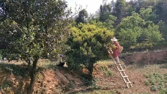 2022年鎮(zhèn)沅馬鄧古樹春茶口感是什么？