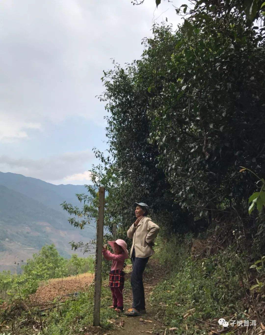 2022年鎮(zhèn)沅馬鄧古樹春茶多少錢一公斤？