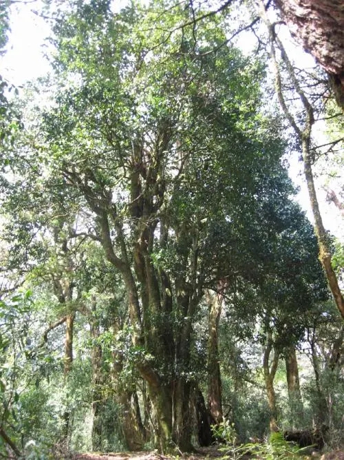 2022年鎮(zhèn)沅馬鄧古樹(shù)春茶價(jià)格是多少？