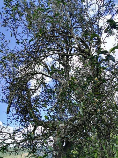 2022年鎮(zhèn)沅老海塘古樹春茶特點(diǎn)？