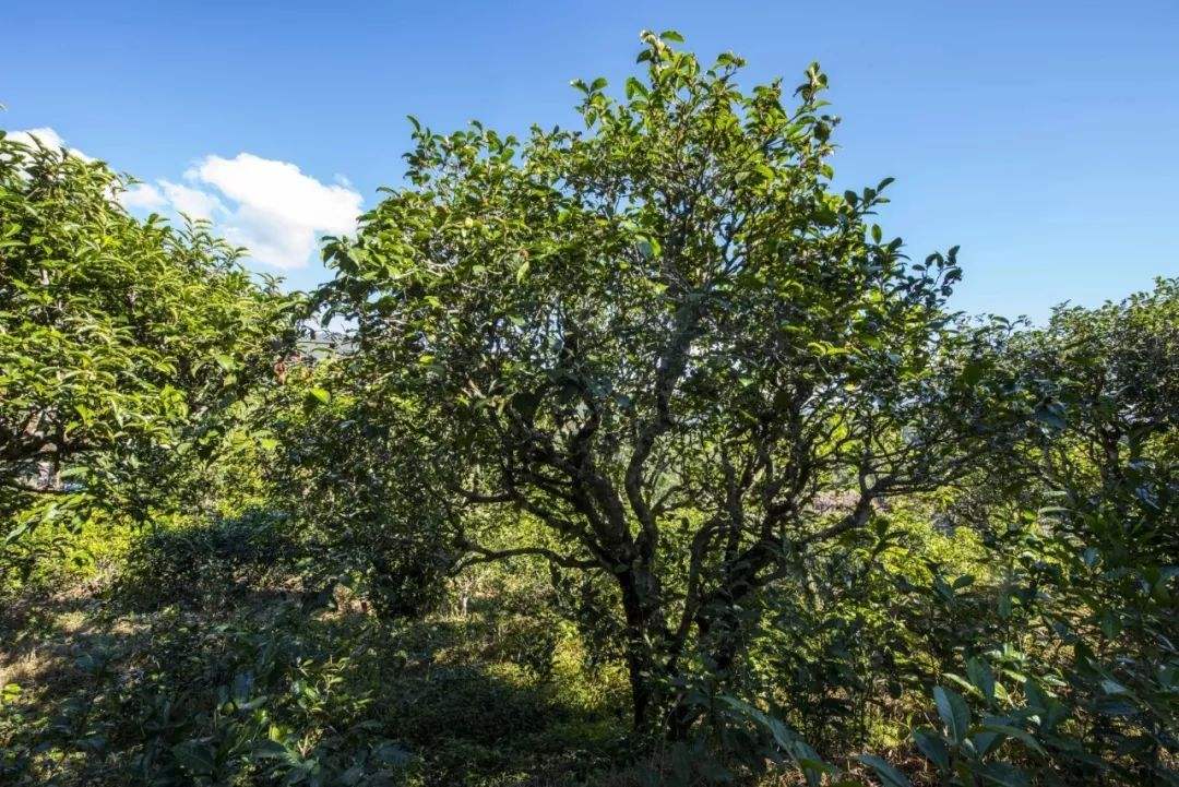 2022年鎮(zhèn)沅老海塘古樹春茶口感？