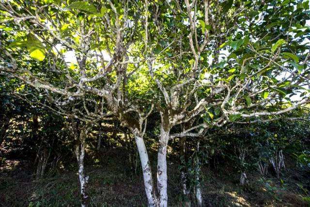 2022年鎮(zhèn)沅老海塘古樹春茶價格？