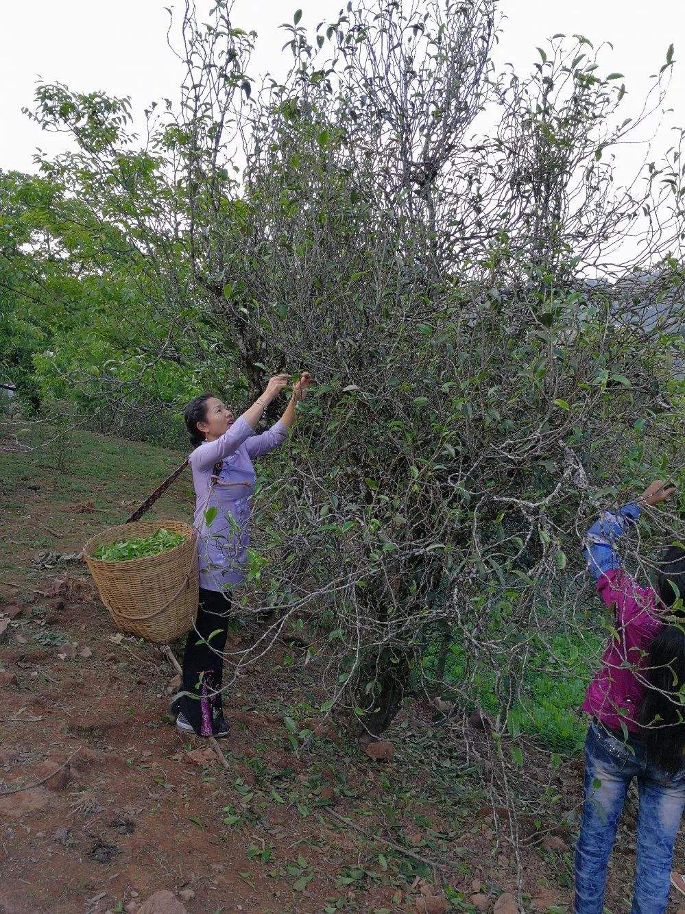 2022年鎮(zhèn)沅打筍山古樹春茶口感？
