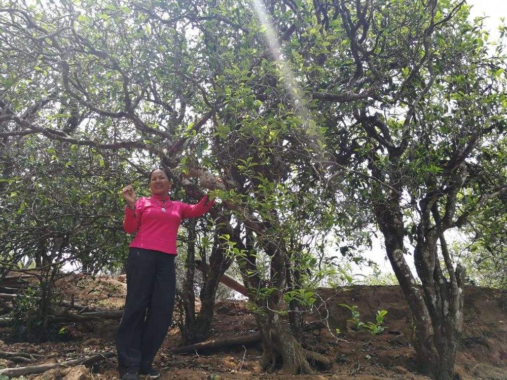 2022年鎮(zhèn)沅打筍山古樹春茶特點(diǎn)？