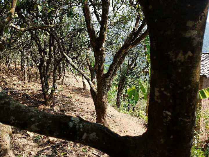 2022年鎮(zhèn)沅打筍山古樹春茶多少錢一公斤？