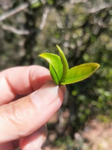 2022年野性十足的鎮(zhèn)沅打筍山古樹春茶！
