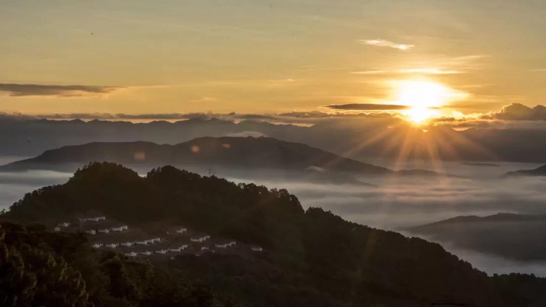 2022年別樣的味道，鎮(zhèn)沅老烏山古樹春茶