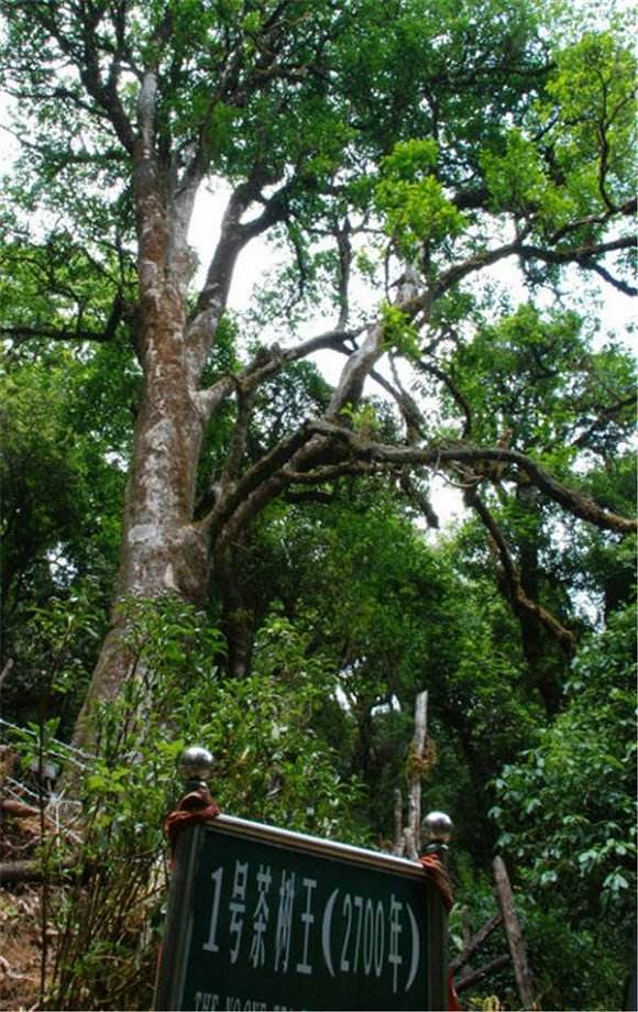 2022年鎮(zhèn)沅千家寨古樹春茶價格？