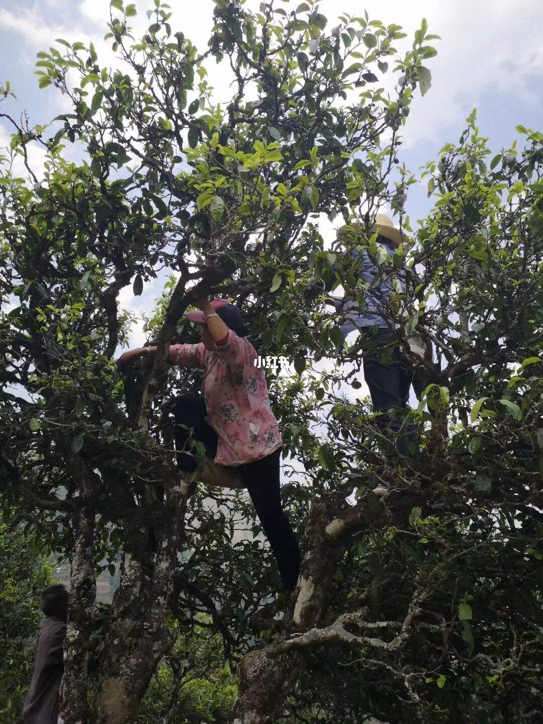 2022年寧洱擺尾箐古樹春茶特點？