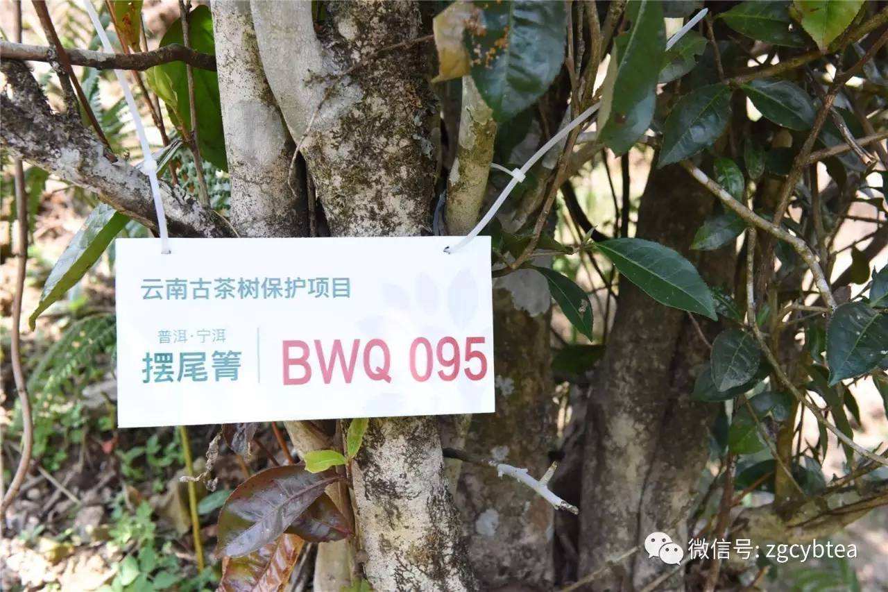 2022寧洱擺尾箐古樹春茶多少錢一公斤？