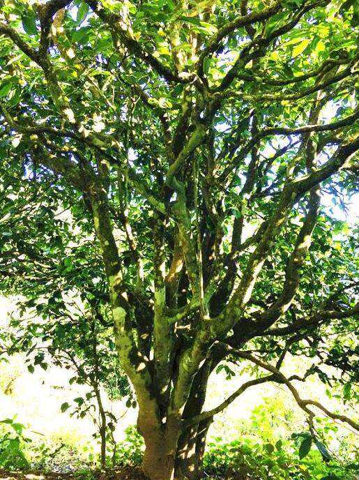 2022年這個(gè)春天，回到家鄉(xiāng)擺尾箐，與家人一起用心制茶！