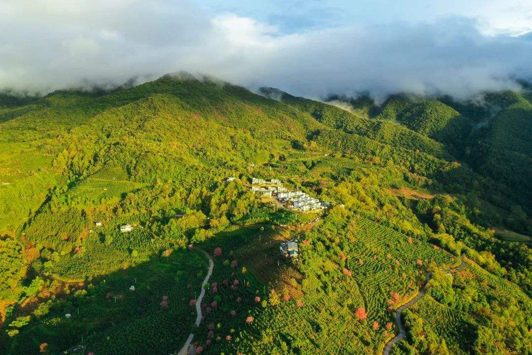 2022年困鹿山古樹春茶口感是什么？