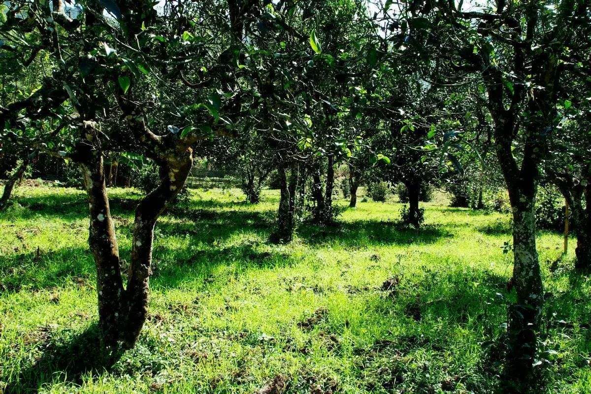 2022年困鹿山古樹春茶價(jià)格？