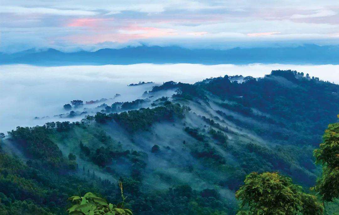 2022年景邁山古茶林為什么可以申遺？