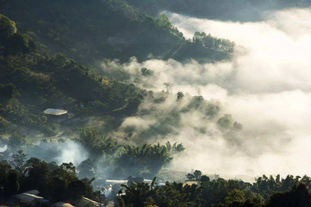 2022景邁山古樹春茶價(jià)格？