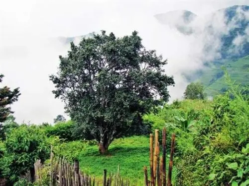 2022年邦威古樹春茶口感是什么？