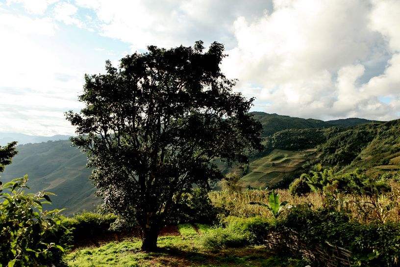 2022年邦崴古樹春茶特點？