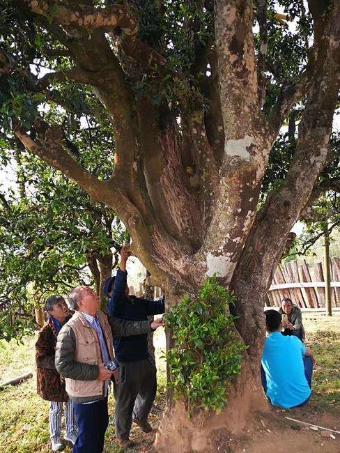 2022年邦崴古樹春茶價(jià)格?