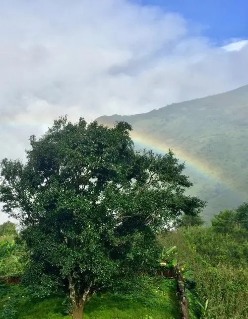 2022 年邦崴古樹(shù)春茶價(jià)格多少錢(qián)一公斤？
