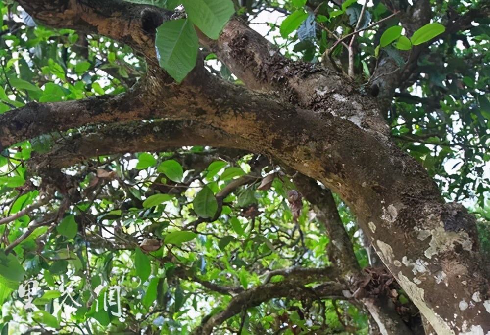 2022年繞開(kāi)麻黑，你損失的將是半個(gè)易武