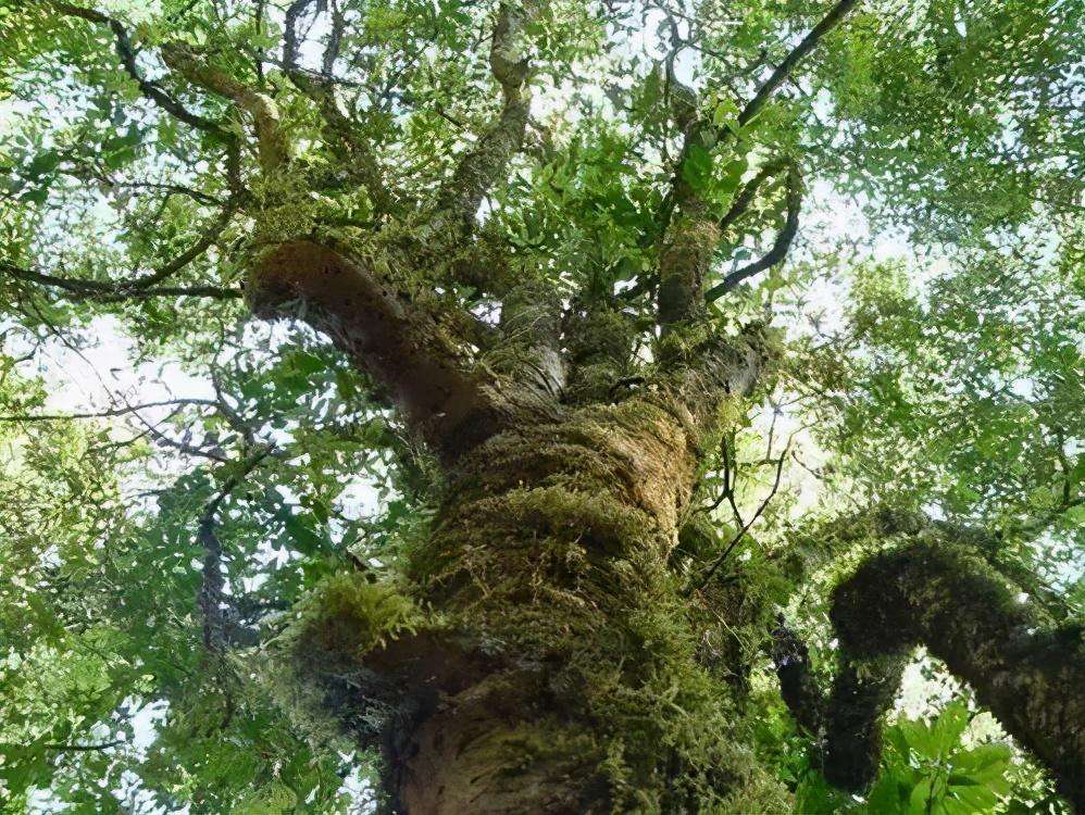 2022年落水洞古樹(shù)春茶特點(diǎn)？