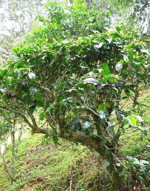 2022年落水洞古樹(shù)春茶——盞盛琥珀光，柔甜入人心