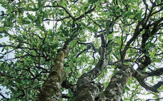 2022年落水洞古樹春茶多少錢一公斤？