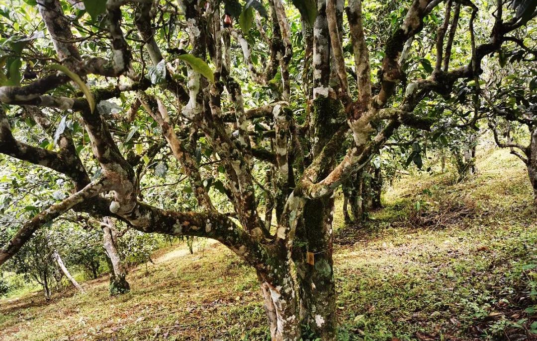 2022年落水洞古樹(shù)春茶價(jià)格？