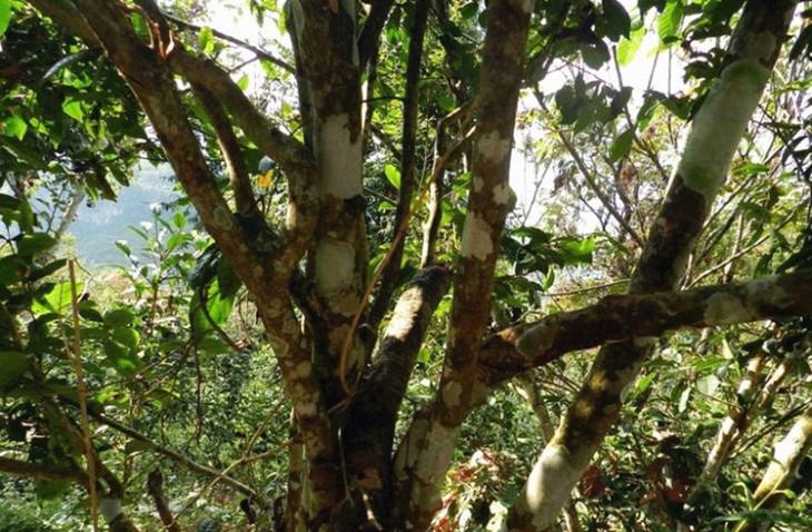 2022年大漆樹古樹春茶特點？