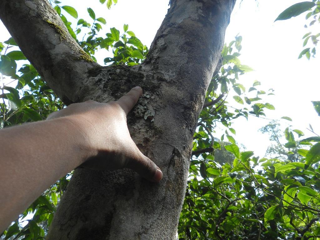 2022年大漆樹古樹春茶口感？