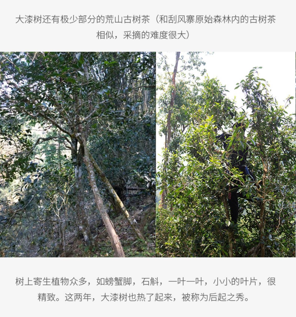 2022年大漆樹古樹春茶多少錢一公斤？