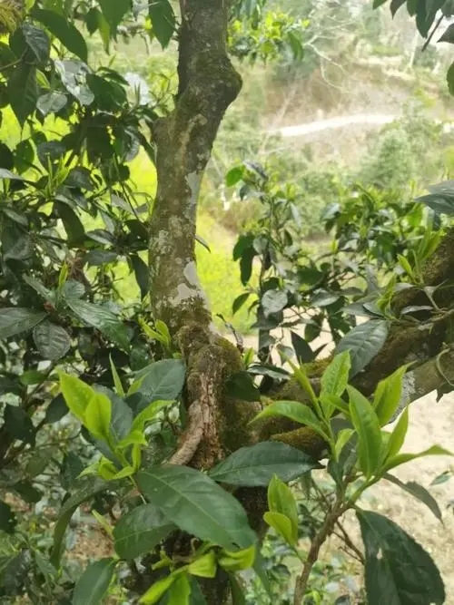 2022年彎弓古樹春茶特點？