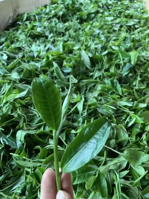 2022年彎弓古樹春茶口感？