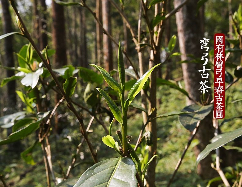 2022年彎弓大寨的古樹春茶為何如此之珍貴？