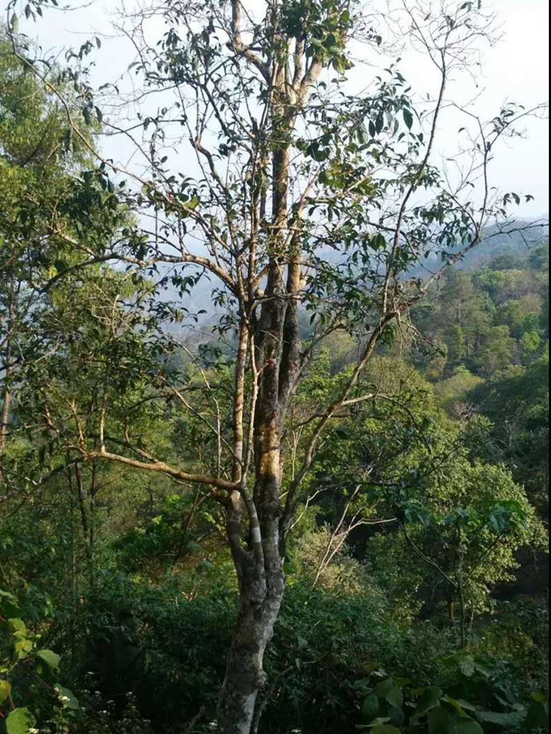 2022年彎弓古樹(shù)春茶多少錢(qián)一公斤？