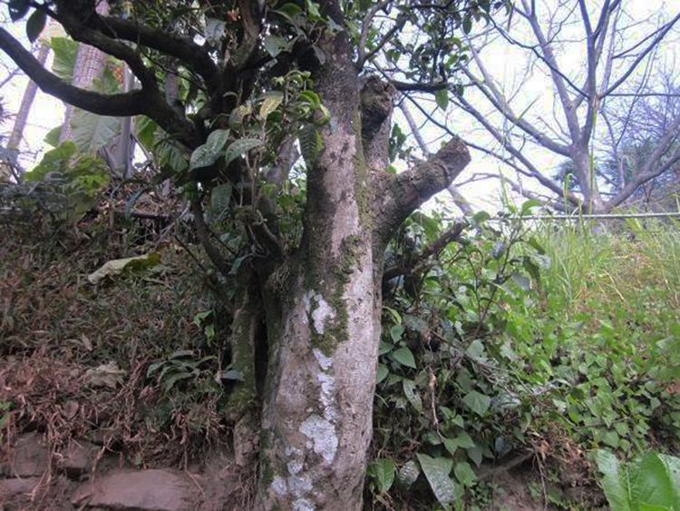 2022年白茶園古樹春茶特點(diǎn)？