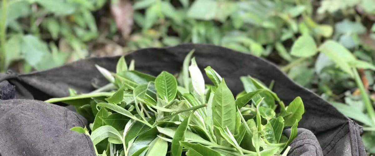 2022年白茶園古樹春茶口感？