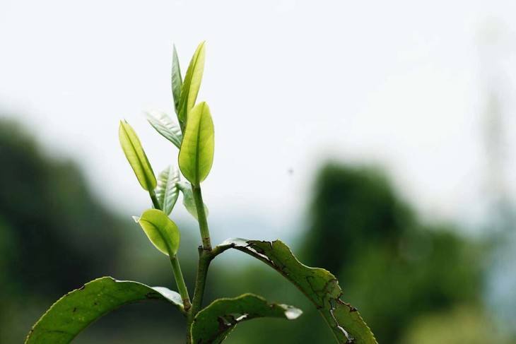 2022年白茶園古樹春茶品鑒！