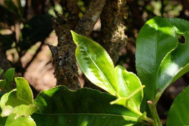 2022年白茶園古樹春茶價(jià)格？